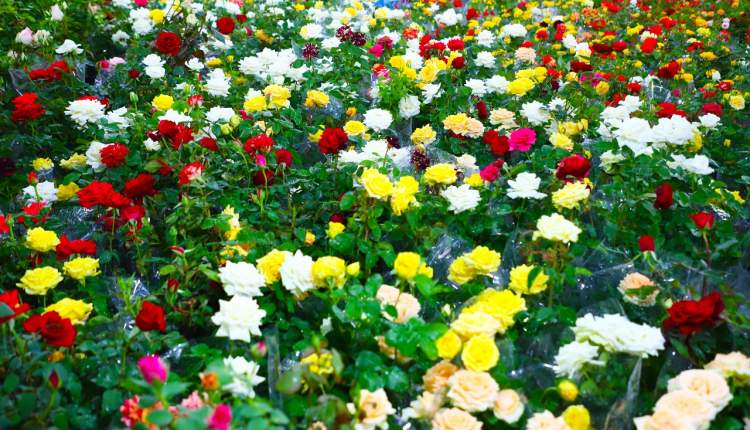 نمایشگاه تخصصی گل و گیاهان زینتی در شهرکرد  