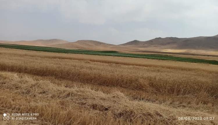 برداشت گندم آبی و دیم از۷ هزار و ۱۷۰ هکتار از اراضی شهرستان بن