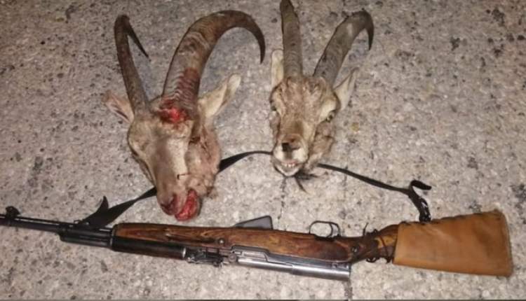 دو گروه شکارچی غیر مجاز در چهارمحال و بختیاری دستگیر شد