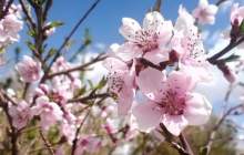 شکوفه‌های زيبای بهاری در اردل