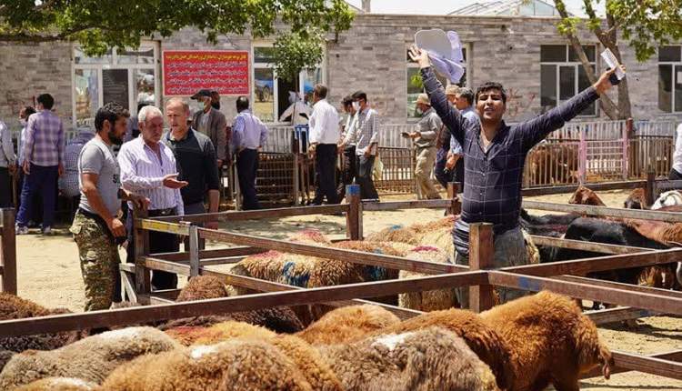 میدان عرضه دام زنده در شهرکرد احداث می‌شود