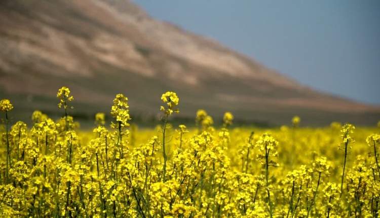 پیش‌بینی برداشت 700 تن دانه کلزا در چهارمحال و بختیاری