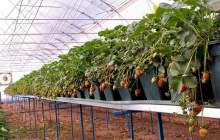 رشد گلخانه‌ها در دولت سيزدهم به 233 درصد رسید