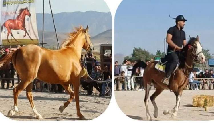 همایش بزرگ سوارکاری در بروجن برگزار شد