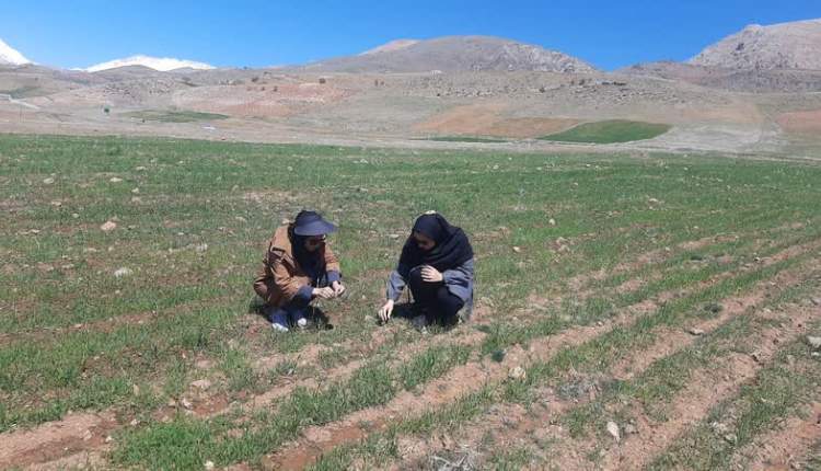 رصد و پايش آفت سن گندم در مزارع اردل