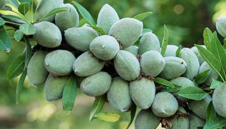 ارقام بادام مقاوم به خشکی شناسایی شدند