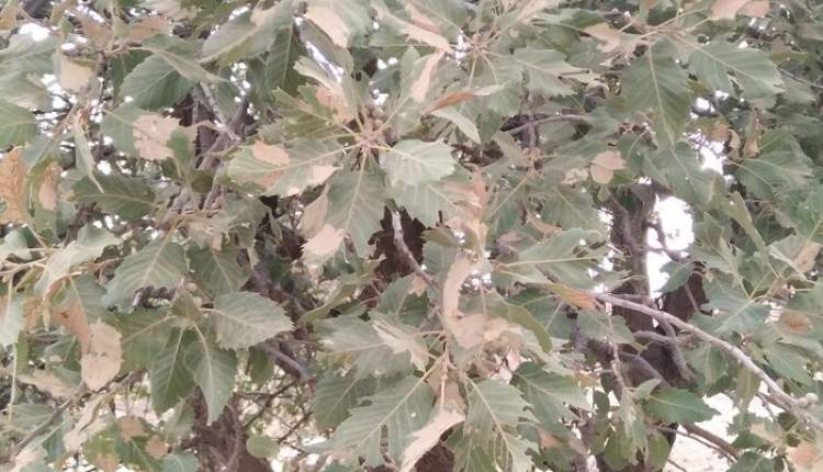 شناسایی شته‌های مضر بلوط در جنگل‌های زاگرس