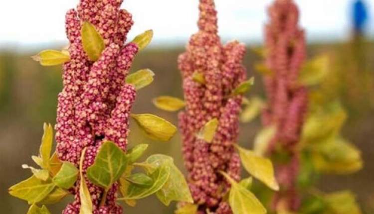 «کینوا»، گیاهی اقتصادی برای کشت در چهارمحال‌وبختیاری