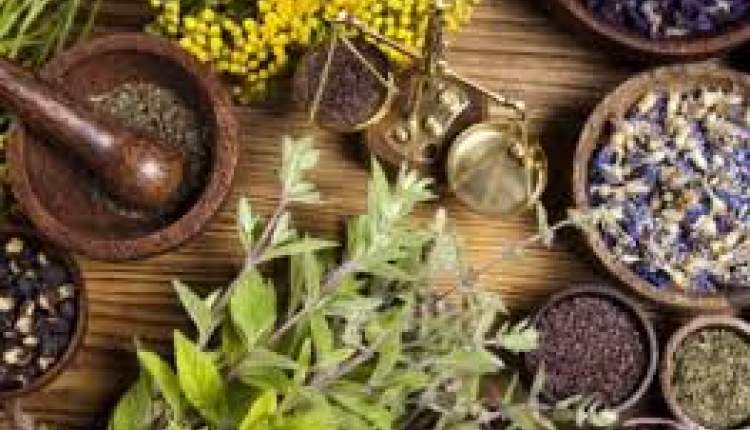خشکسالی، تهدیدی بزرگ برای گیاهان دارویی