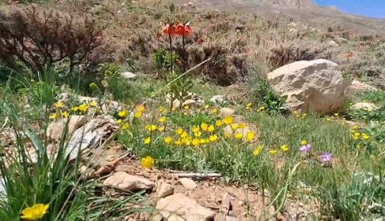 طبیعت زیبا در روستای شیخ‌شبان  