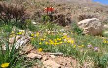 طبیعت زیبا در روستای شیخ‌شبان  <img src="/images/video_icon.png" width="16" height="16" border="0" align="top">