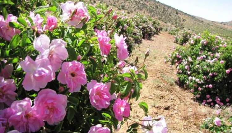 برداشت بیش از ۹۰ تن گل‌محمدی در فارسان