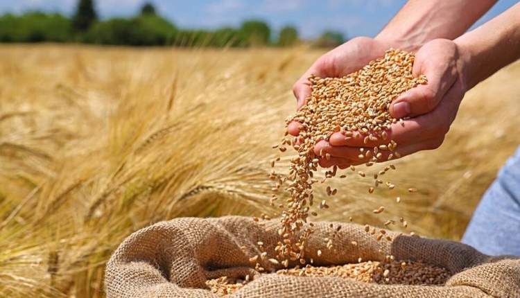 14 رقم جدید گندم در سبد بذری چهارمحال‌وبختیاری
