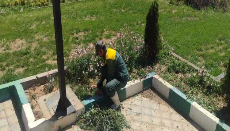 استمرا عملیات نگهداری فضاهای سبز شهرکرد