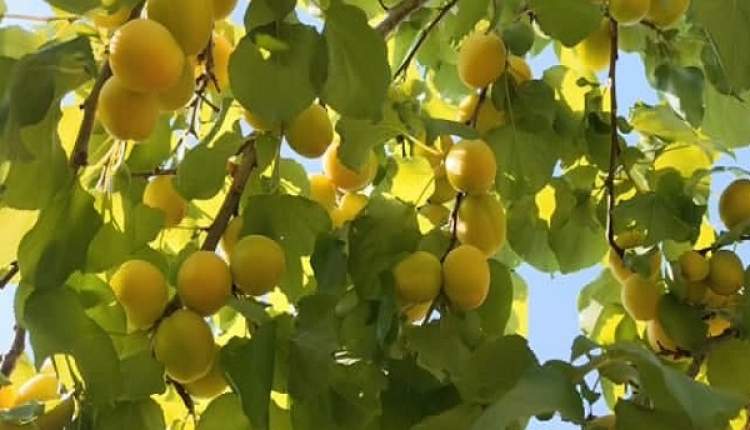 آغاز برداشت زردآلو از باغات چهارمحال و بختياری