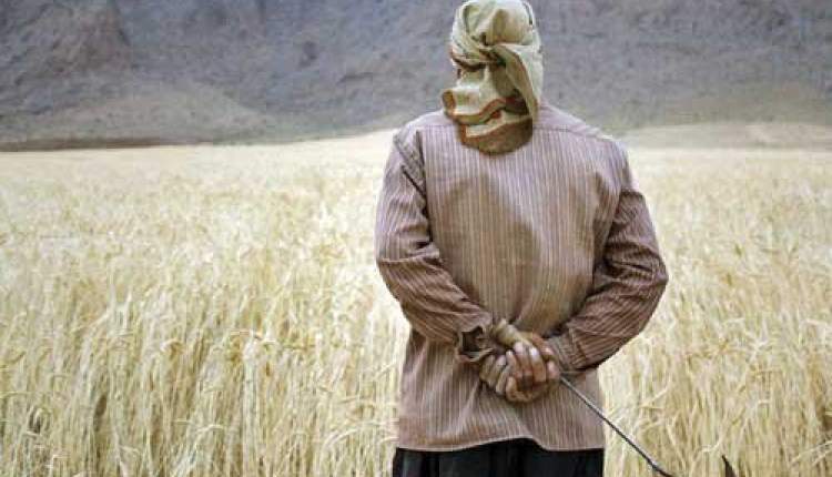 ناترازی انرژی، کشاورزی را تهدید می‌کند