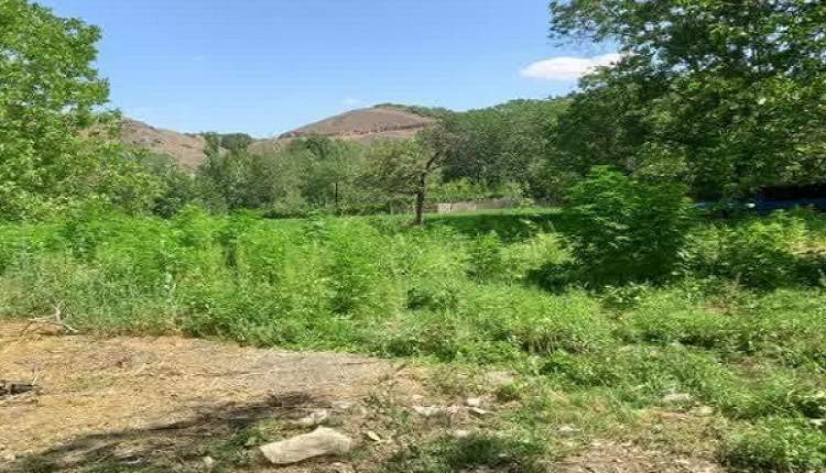 کشف و امحاء مزرعه کشت غیرمجاز شاهدانه