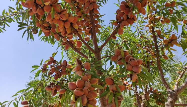 اجرای طرح پایلوت ارقام امیدبخش بادام در چهارمحال‌وبختیاری