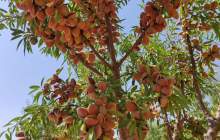 اجرای طرح پایلوت ارقام امیدبخش بادام در چهارمحال‌وبختیاری