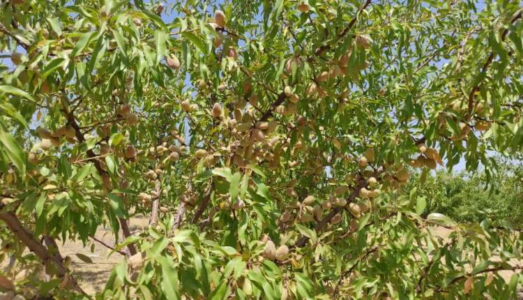 سرمازدگی بهاره و آفات دو مشکل باغات است