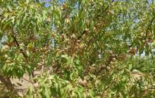 سرمازدگی بهاره و آفات دو مشکل باغات است